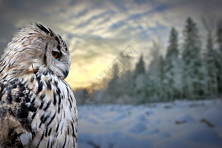冬季森林背景下的猫头鹰肖像图片