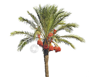 日期棕榈背景图片