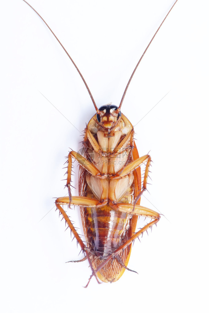 蟑螂可以在白色背景上翻图片