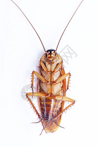 蟑螂可以在白色背景上翻背景图片