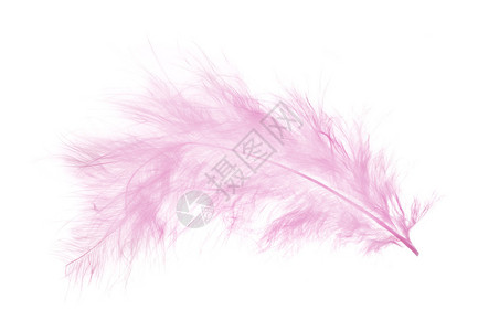 白色背景上孤立的淡粉色羽毛图片
