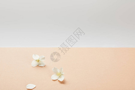 米色上的几朵白色茉莉花背景图片