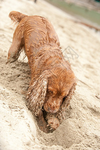英国可卡犬在沙滩上玩耍图片