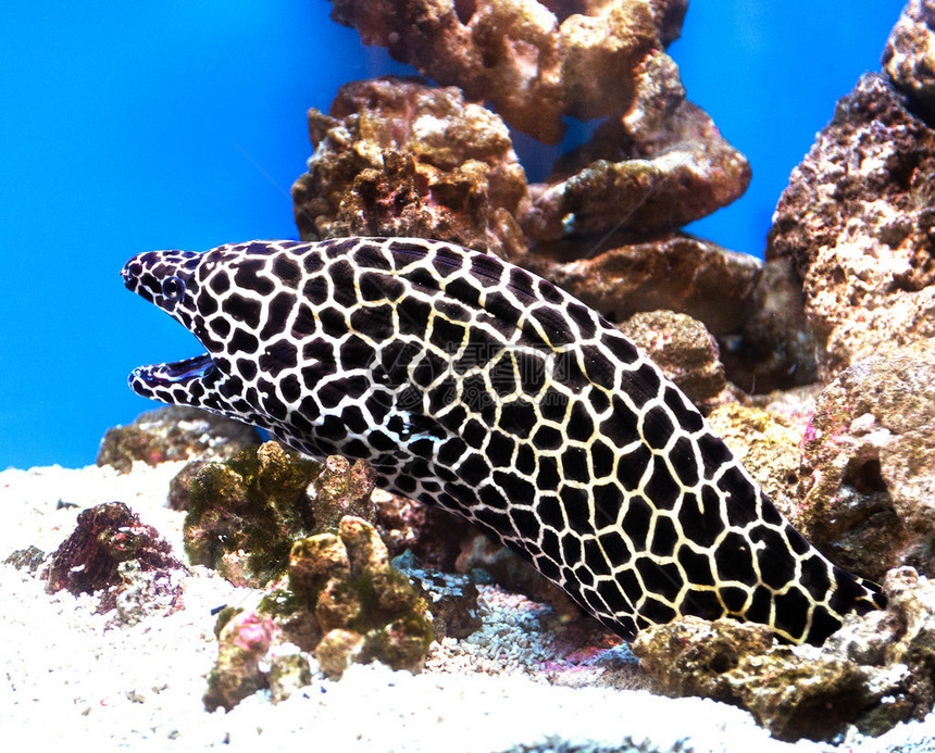 莫雷在水族馆图片