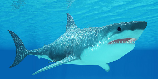 70年华诞大白鲨可以活70年以上长8米或26英尺背景