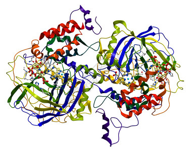 过氧化氢酶催化酶生物体中一种非常重背景