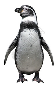 野生动物企鹅背景图片