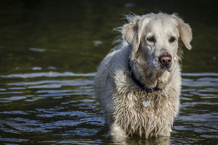 水中的狗图片
