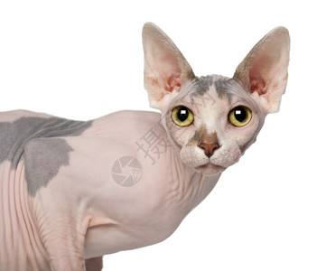 1岁的Sphynx猫的肖像图片