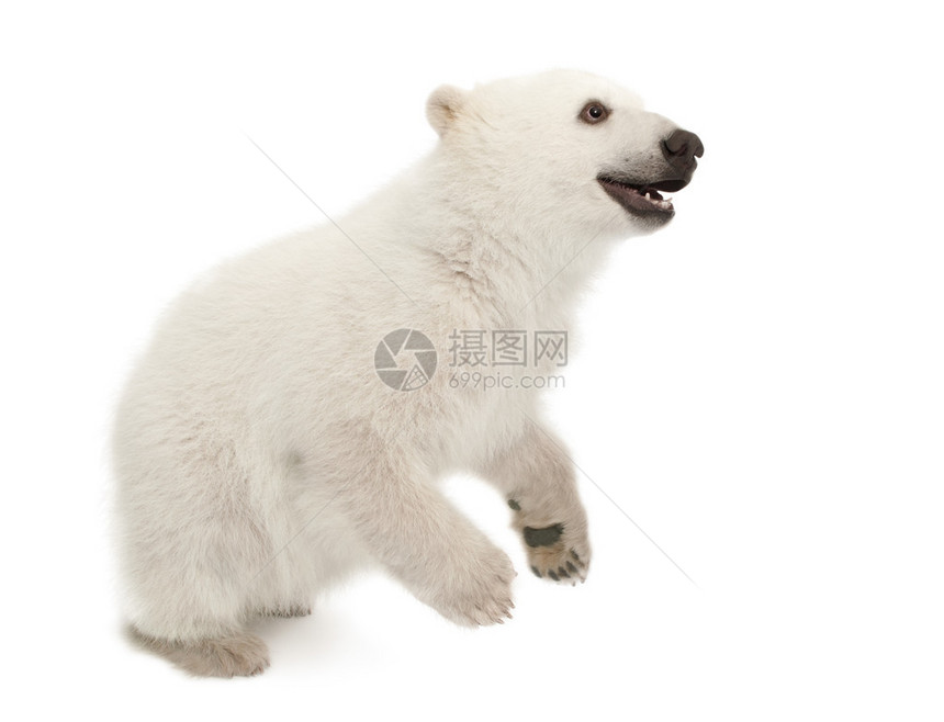 北极熊幼图片