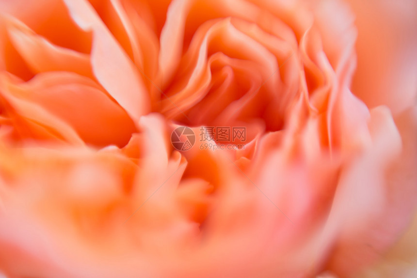 DavidAustin玫瑰的模糊图片