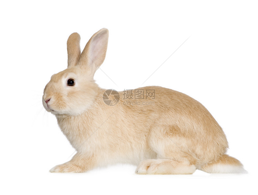 兔子在白色背图片