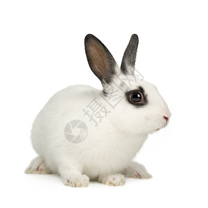 腹腔镜兔子在白色背背景