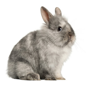坐在白色背景前的灰色兔子的肖像图片