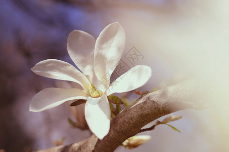 太阳光下木兰花的软焦点图像背景图片