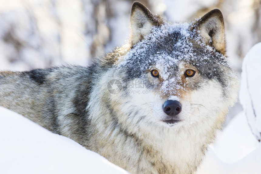 一头狼在树林里走动寒冷的冬天下雪图片