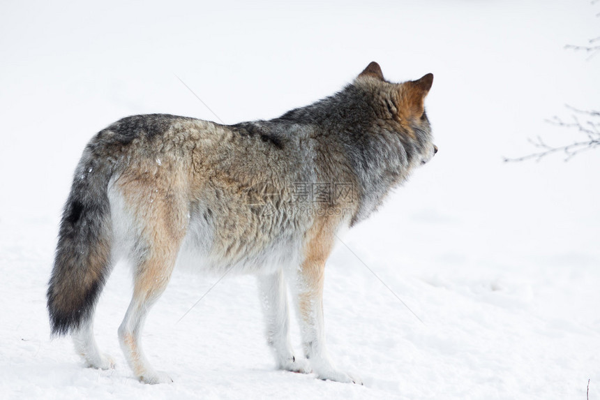 野狼在挪威冬季森林里寻找祈祷和敌图片