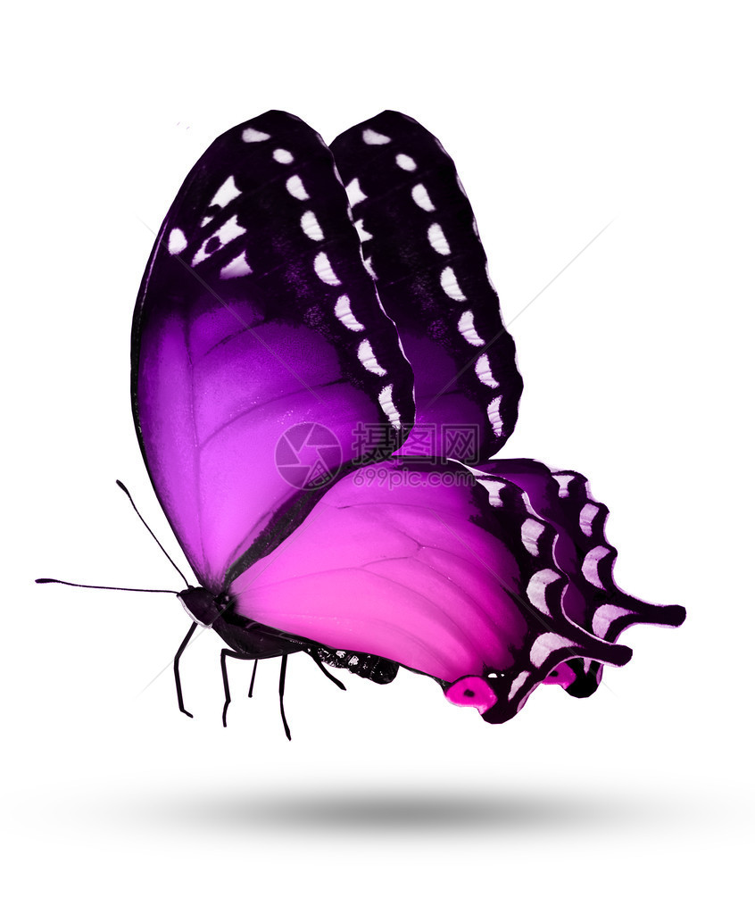 白色背景上的紫蝴蝶图片