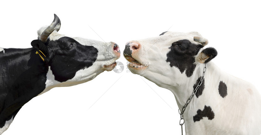 孤立在白色背景上的两个有趣的牛两只可爱的奶牛的画像两图片