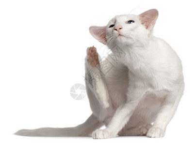 1岁的巴厘猫在白色背图片