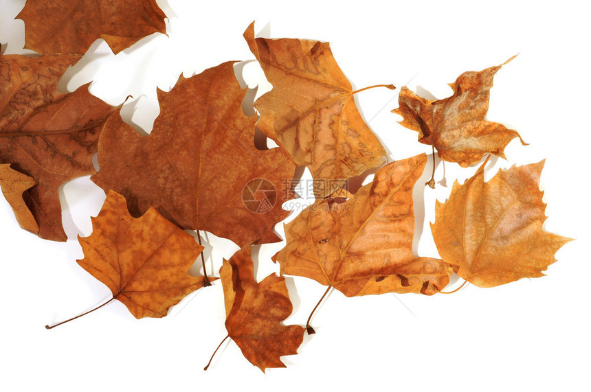 秋天一堆干枯的叶子在白色图片