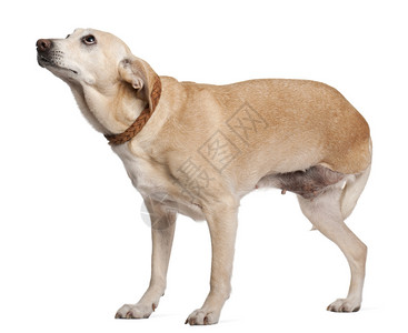 三条长腿的混血狗11岁站在图片