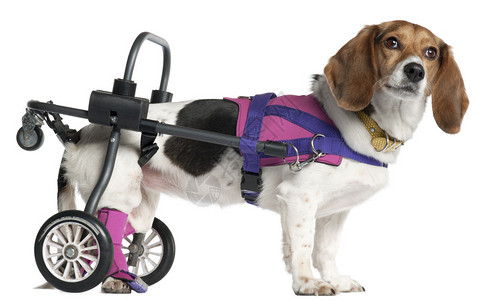 瘫痪的残疾混种狗8岁在白色背景前图片