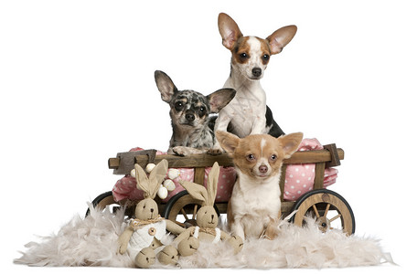 三只吉娃有狗床马车和复活节在白色背景图片