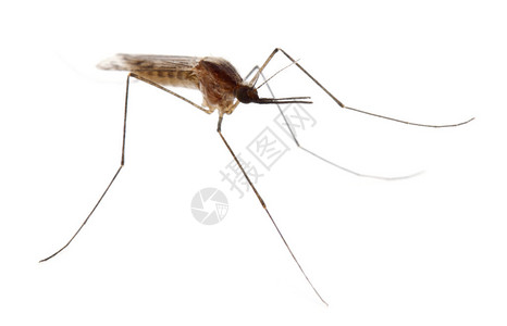 普通蚊虫淡色库蚊在白色背景前背景图片