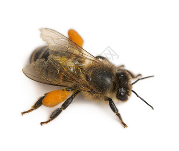 西方蜜蜂或欧洲蜜蜂图片
