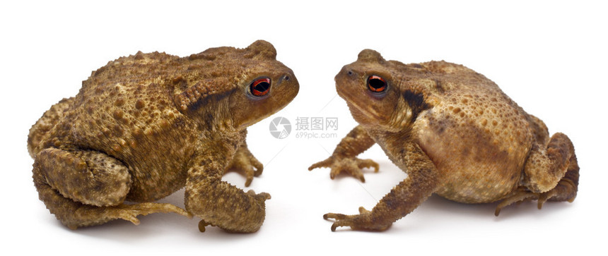 两只常见的蛤蜴或欧洲蛤蛙Bufo图片