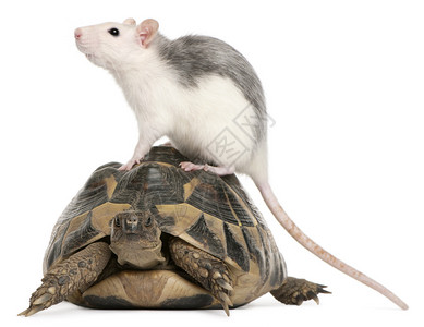 Rat和Hermann的乌龟高清图片