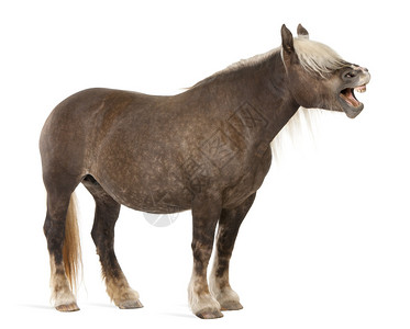 10岁的EquusCaballus在白色背景面前张着嘴背景图片