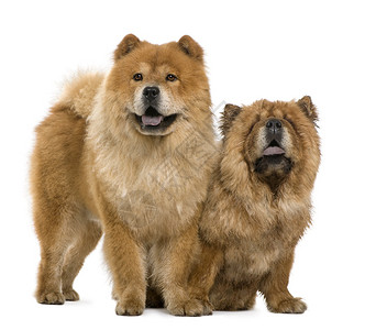 Chowchow5岁和6岁站图片