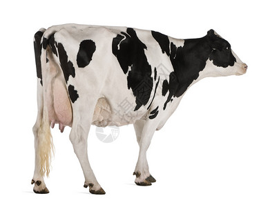 荷斯坦牛5岁站在白图片
