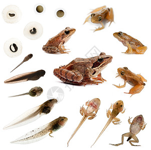 白色面前常见青蛙完全演变的完整构成组背景图片