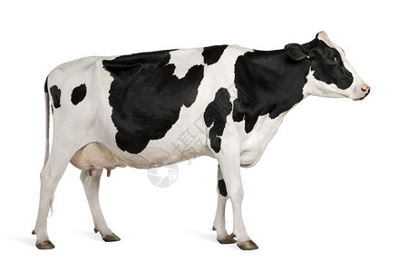 荷斯坦牛5岁站在白高清图片