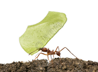 叶切蚂蚁章鱼棘肌高清图片