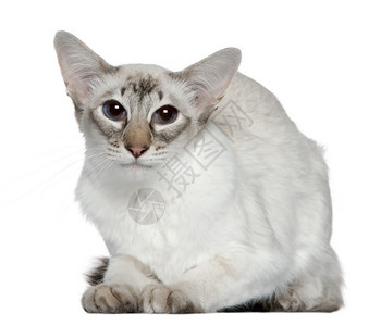 2岁的巴厘猫在白图片