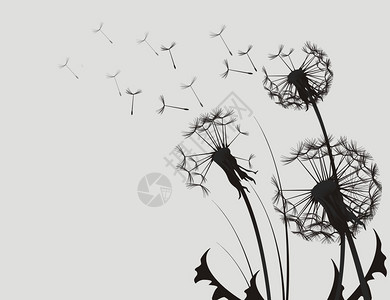 DandelionSilhouette黑背景图片