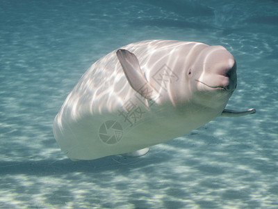 水族馆中的白鲸DelphinapterusL背景图片