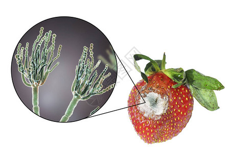 真菌学含有霉菌的草莓设计图片