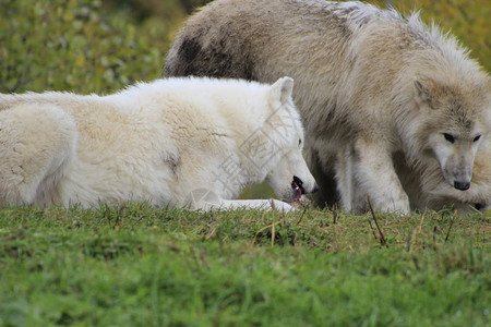野生的阿拉斯加苔原狼正在吃一块肉极地狼图片
