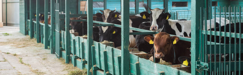 在奶牛农场棚中在马甲附近发现一群牛图片