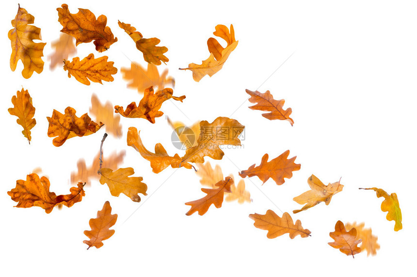 秋天的橡树叶落下孤图片