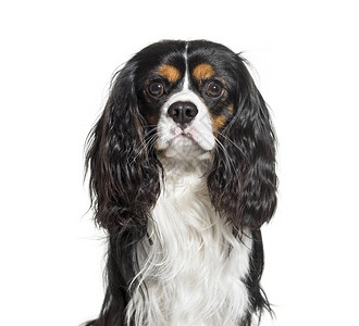 CharlesSpaniel2岁在图片