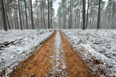 森林里的第一场雪和一条沙路图片