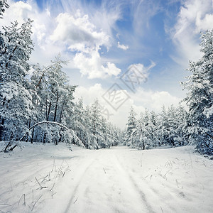 冬季现场树木上带橡树霜图片