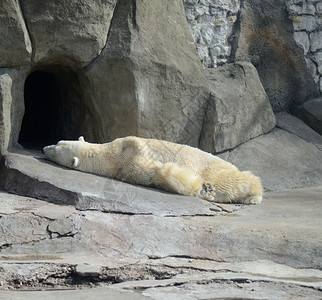 水边动物园里的北极熊图片