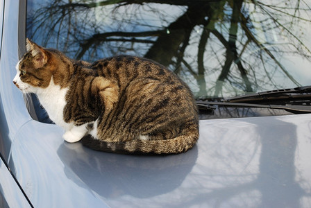 猫咪躺在汽图片